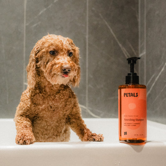 The Ultimate Guide to Bathing Your Dog